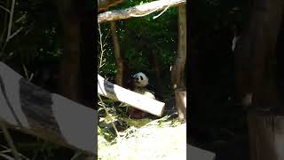 Heute 16 März Großer Panda Ailuropoda melanoleuca Tag des Pandas [upl. by Raff810]