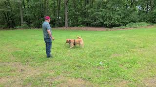 Cody and Haley running in circles 🐕‍🦺🦮 [upl. by Richart]