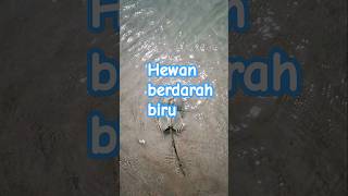 Saving belangkas shorts fishing siput kerang beach [upl. by Aihsercal717]