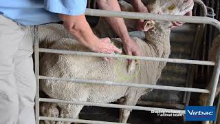 INJECTING SHEEP  SUBCUTANEOUS INJECTION [upl. by Michaella]