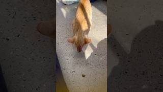 PLEASE COME ADOPT THESE PETS AT ST HUBERTS pet rescue dog cat guinea bunny viral fyp [upl. by Libbie]