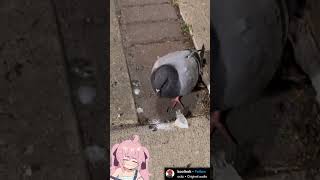 Pigeon Tweaking meme funny vtuber [upl. by Elysha]