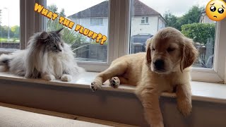 Introducing My Cat To A New Golden Retriever Puppy So Cute [upl. by Joon]