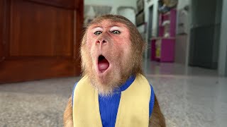 FUNNIEST Video monkey Cutis of the Year 2024 Part 11 [upl. by Nicks]