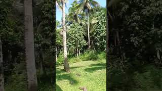 Kinabuhing probinsya Kamingaw sa payagnature province viralvideo travel [upl. by Artied]