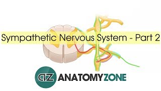 Sympathetic Nervous System Anatomy  Part 2 [upl. by Phina345]