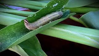 Caterpillar preparing for cocoon stage 🐛 cocoon cocooncatepillarkids caterpillar caterpillars [upl. by Rey281]