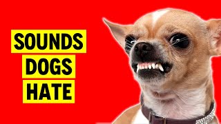 Sounds Dogs Hate All Time  Sounds That Annoy Dogs [upl. by Lovmilla]