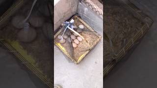 Hydrometer is not working 🐓Aseel Kurak Murgi cycle 295 hen shorts youtube youtubeshorts pets [upl. by Trudnak]