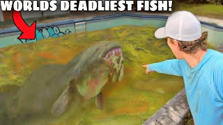 I Caught The Worlds DEADLIEST Fish in an Abandoned Pool [upl. by Colt]