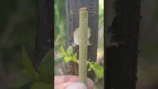 Easy Grafting Skills sharing plants grafting tree graft nature farming fruittrees yt [upl. by Hasen]