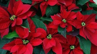 poinsettia christmas flower  Flowers Ideas [upl. by Oregolac622]