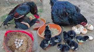 12 Chicks Hatched From 9 Eggs 🙉  Hen Hatching Eggs 26 Days🥺  12 Hen Baby Coming Out  Chick Growth [upl. by Yarvis]