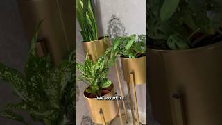 Unboxing my new plant stand📦🪴plantstoriesbypoojaaparajita newunboxing gardening amazonfinds [upl. by Jakoba803]