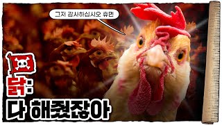 💀 육류계의 ‘신’🐔  💀 닭고기가 무적인 이유 [upl. by Anha295]