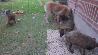 Belgian Shepherd  GroenendaelTervurenMalinoisLaekenois  Difference Explainedmp4 [upl. by Col33]