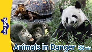 Animals in Danger  giant panda monarch butterfly mountain gorilla and more  Endangered Species [upl. by Wellesley]