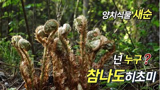 퍼니의 양치식물 넌 누구 참나도히초미 Polystichum ovatopaleaceum var coraiense SaKurata [upl. by Kcirre285]