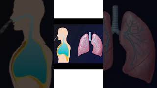 Inhalation Respiratory gases solubilityexternal Respiration tgtbio pgtbio amazingfacts [upl. by Ahteral]