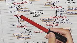 Krebs cycle  glucosemetabolism  biochemistry [upl. by Chrissa]