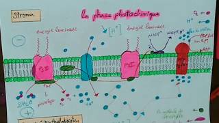 Les étapes de la photosynthèse et leur localisation dans la chloroplaste svt 1 bac شرح بالداريجة [upl. by Elder38]