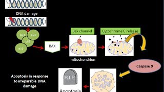 The Role of p53 in Apoptosis  Cancer Biology  Oncology biologyexams4u [upl. by Nospmoht]