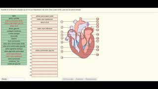 examen de module de physiologie des grandes fonctions exercice 2anatomie du cœur [upl. by Eenahc]