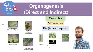 Organogenesis in plant tissue culture  Types Direct and indirect organogenesis  Differences [upl. by Josler]