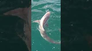 Tope Shark caught on Feathers in Bridlington bay on the Heidi J fishing boat shorts bridlington [upl. by Aimar761]