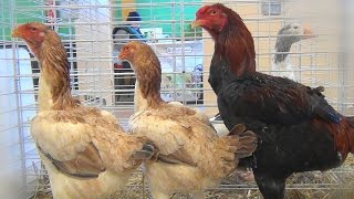 Poules et Coq Combattants Malais [upl. by Ybrik]