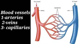 blood vessels arteriesveins part1 quotتشريح الاوعية الدمويه quot [upl. by Asseret793]