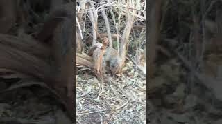 Ringtail Not Squirell [upl. by Gary]