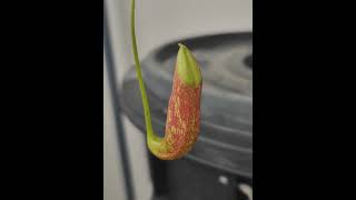 Ncoccinea carnivorous carnivorousplant carnivorousplants nepenthes exoticplants lowlands [upl. by Aralomo]