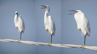 The Egret Bird amp Egretta thula [upl. by Mohammed]