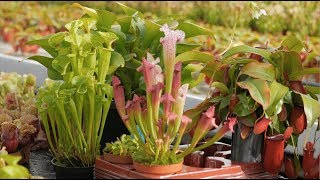 Caring for Carnivorous Plants — Plant One On Me — Ep 070 [upl. by Heeley]