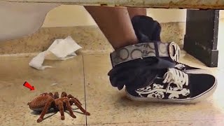 FAKE SPIDER 🕷 IN BATHROOM PRANK [upl. by Orelu]