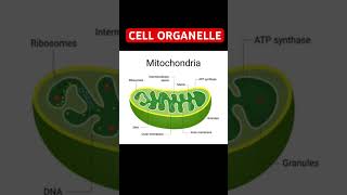 NEET EXAM 2025  NEET 2025 MITOCHONDRIA  CELL ORGANELLES  CELL BIOLOGY  CYTOLOGY  NEET BIOLOGY [upl. by Waller]