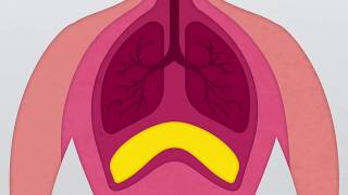 What is the Diaphragm [upl. by Mack]