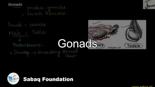 Gonads Biology Lecture  Sabaqpk [upl. by Walrath981]