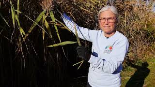 Manual Removal Technique for Phragmites australis  Humber Arboretum [upl. by Elka]