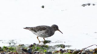 Paarse Strandloper purple sandpiper [upl. by Atse777]