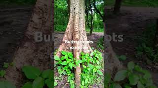 Buttress roots examples [upl. by Sandeep776]