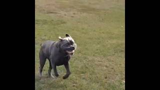 Cane Corso FlyBy [upl. by Forrest]