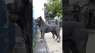 Cane corso dog dogbreath canecorso doglover shorts [upl. by Seilenna]