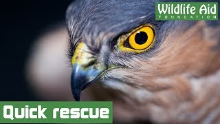 Sparrowhawk Chicks First Feeds  Discover Wildlife  Robert E Fuller [upl. by Nauh]