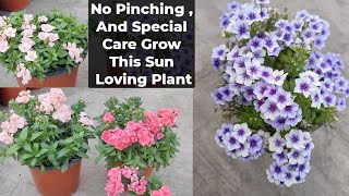 इस पौधे के भारी फूलों में पत्ते भी गायब हो जाते हैं Phlox Double From Seeds Winter Plant Care Tips [upl. by Tebor]