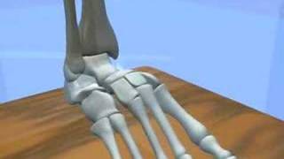 Ankle amp Subtalar Joint Motion Function Explained Biomechanic of the Foot  Pronation amp Supination [upl. by Ojahtnamas]