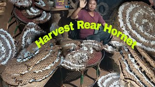 Harvesting  Rear King Hornet  L Kajiri Vlog [upl. by Ziza575]