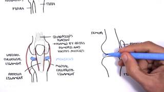 Clinical Anatomy  Knee [upl. by Halas]