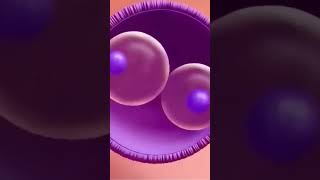 Fertilization  Sperm wikihealth shortvideo baby pregnancy shorts short [upl. by Emma]